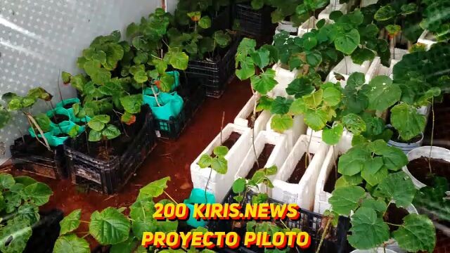 proyecto piloto de paulownia kiris en nogaleras en CHIHUAHUA, MÉXICO