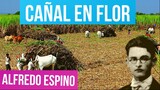 CAÑAL EN FLOR ALFREDO ESPINO 🎋💮 | Poema Cañal en Flor de Alfredo Espino 🍯 | Valentina Zoe Poesía