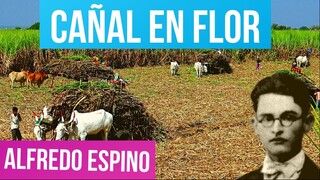 CAÑAL EN FLOR ALFREDO ESPINO 🎋💮 | Poema Cañal en Flor de Alfredo Espino 🍯 | Valentina Zoe Poesía