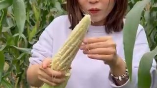 Ăn Ngô Sống Ngay Tại Vườn Siêu Ngon _ Pít Ham Ăn _