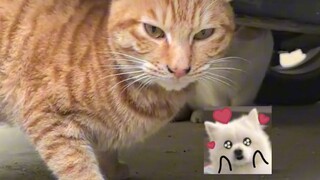 我也要去找只猫当大哥！