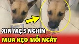 Chú chó xin mẹ 5 NGHÌN để đi MUA KẸO ăn mỗi ngày 😂 | Yêu Lu