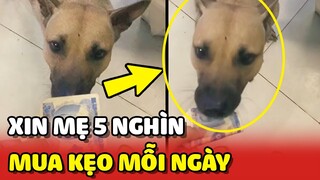 Chú chó xin mẹ 5 NGHÌN để đi MUA KẸO ăn mỗi ngày 😂 | Yêu Lu