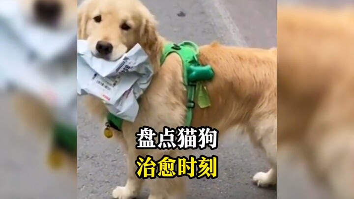 小猫小狗能有什么坏心思呢