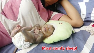 A very easy baby monkey sleeping! Adorable baby Maki so comfy sleep at noon with mom