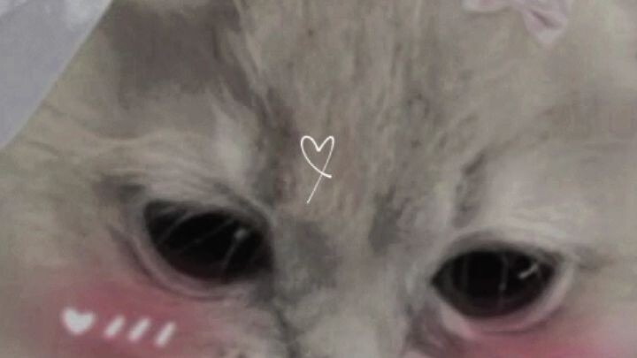 who's like cat I give  1 and follow me