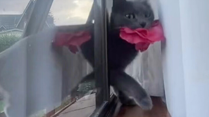 Kisah Kucing Peri Memetik Bunga