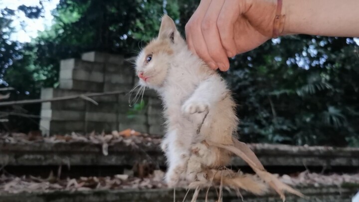 Kucing liar beruntung berhasil sampai ke rumahku dengan kemampuannya sendiri, makan sekali terus ngo