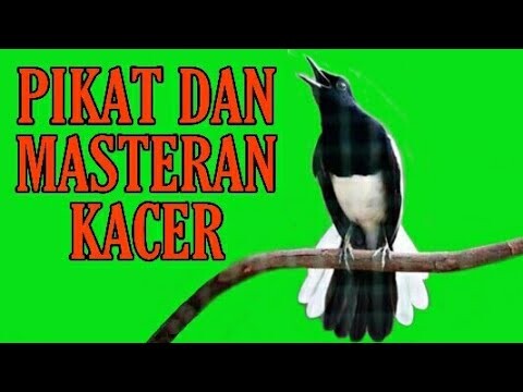 SUARA PIKAT & MASTERAN KACER
