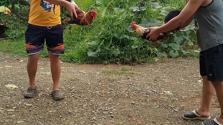 spar muna bago purga Gilmore vs Duke Hulsey Grey