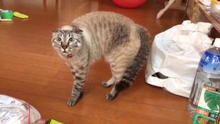 Video collection of cute cats