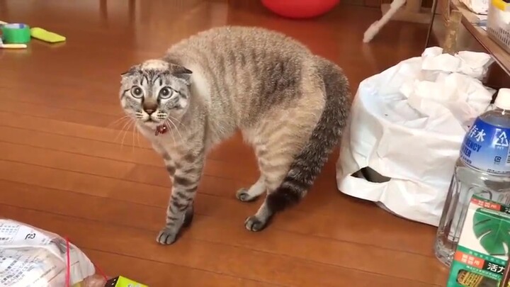 Kucing: Sudah Mabuk, Botak Lagi!