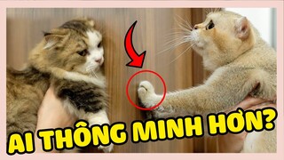 CHÚ MÈO NÀO THÔNG MINH NHẤT NHÀ? | The Happy Pets #101