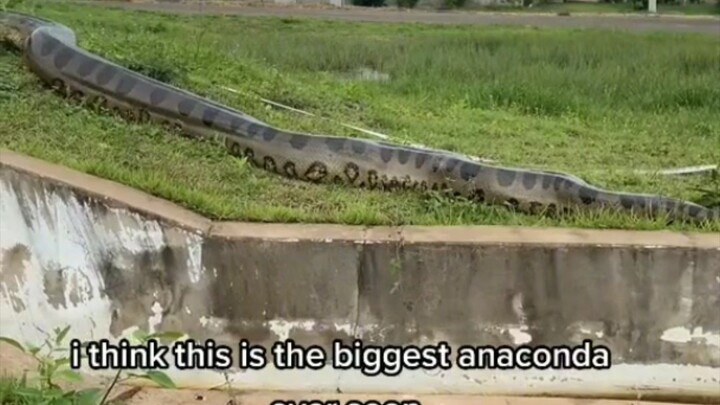 Laki Ng Anaconda