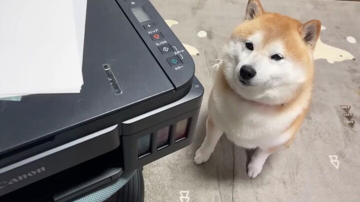 Khi làm việc, có một chú cún đáng yêu giúp bạn giải tỏa căng thẳng.