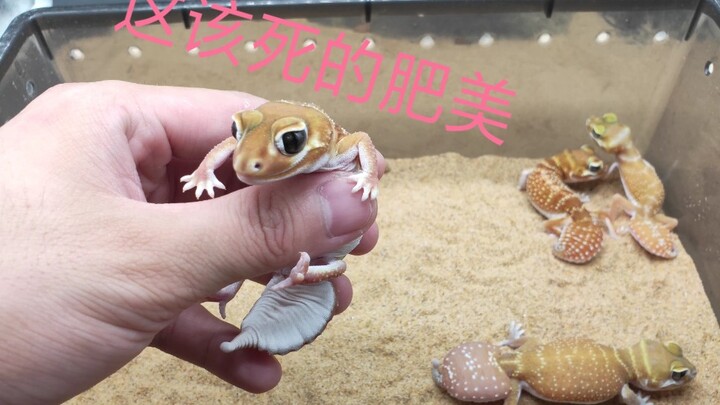 หางของตุ๊กแกขาดง่ายทุกตัวเลยเหรอ?