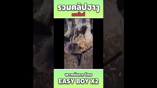 รวมคลิปฮา พากย์นรก #short #easyboy #คลิปฮา #เบสไวน์