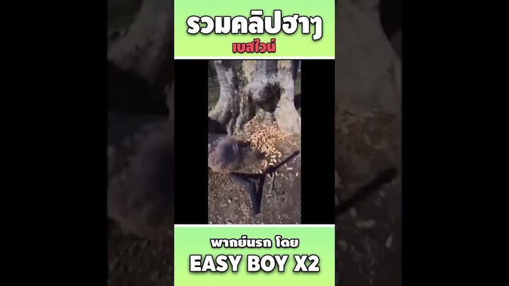 รวมคลิปฮา พากย์นรก #short #easyboy #คลิปฮา #เบสไวน์