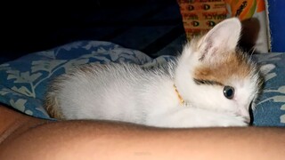 Little ming2x