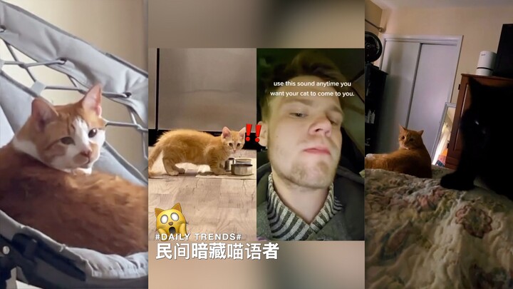 [Hidden Cat Whisperer in the Wild] 100% Proven Effective! What if your own cat ignores you? Try the 