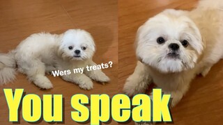 Asking My Dog To Speak With & Without Treats. Let's See How He Reacts