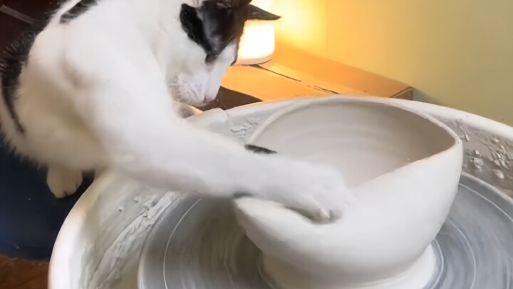 “โลกพังยับเยิน ยิ่งซ่อมแมวน้อยก็ยิ่งแย่ลง”