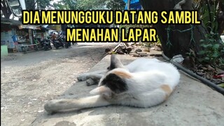 Kucing Terminal Ini Tidur Sambil Menahan Lapar Dan Menunggu Ada Yang Memberinya makan Sedih Banget.!