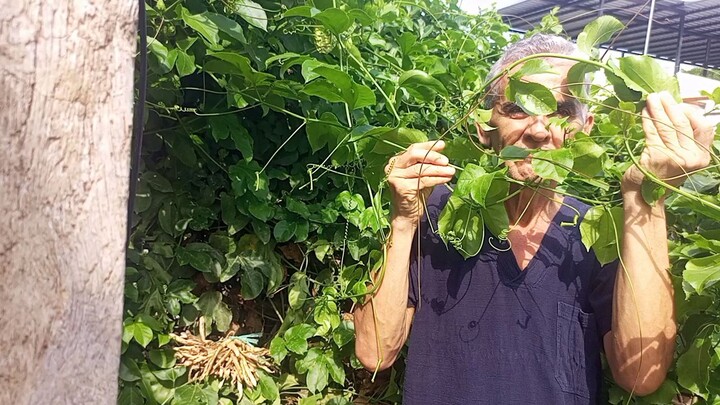En la ciudad, solo las plantas producen el oxígeno que necesita el cuerpo humano | Peter Hernández