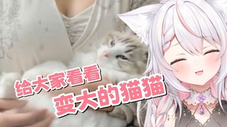 猫猫变大了【天曰小雏】