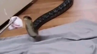 Rắn cũng có thể nuôi như chó được sao?