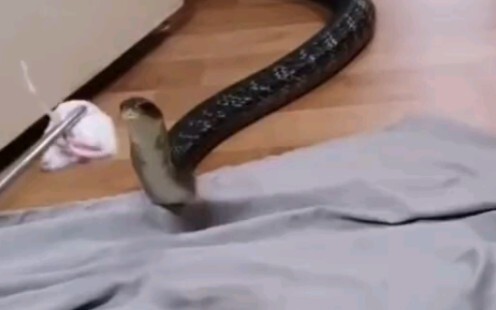 งูก็เลี้ยงได้เหมือนหมาเลยเหรอ?