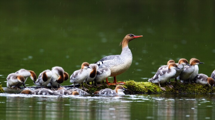 The Chinese Merganser—a National First-Class Protected Animal! Animals have emotions too. Sometimes 