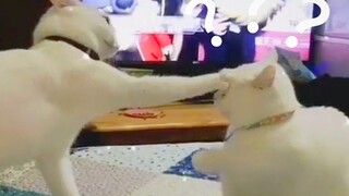 [ANIMALS]Confused behavior of animals