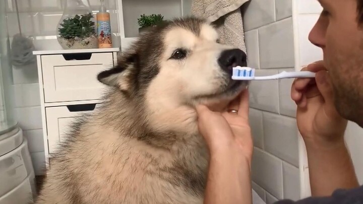 Trying to brush an Alaskan’s teeth, but it just keeps trying to eat the toothpaste!