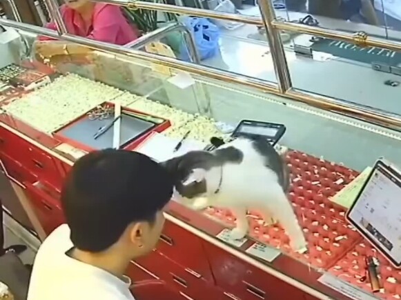 Mi: Con người, chắc là bạn vẫn còn sống chứ?