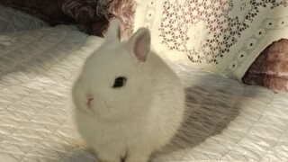 I said: Princess, please go to sleep.