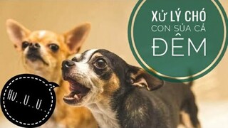 Ức Chế khi Chó Sủa "Ăng Ẳng" cả Đêm - Xử Lý Ra Sao/ Chó Phú Quốc/ NhamTuatTV - Dog in Vietnam