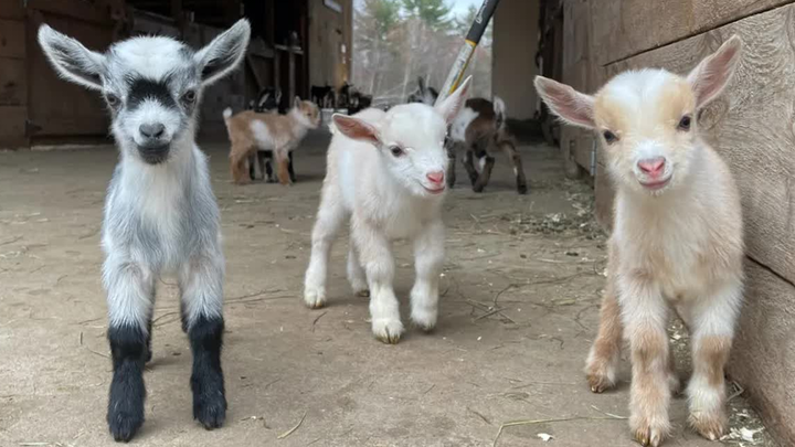 Một nhóm cừu dễ thương