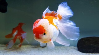 Jenis ikan mas koki - mas koki oranda