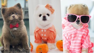 Funny and Cute Dog Pomeranian 😍🐶| Funny Puppy Videos #58