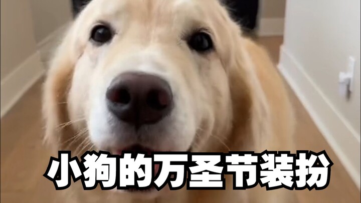 Really? Would you like to take a sneak peek at the puppy's Halloween costume? (The kitten barges in 