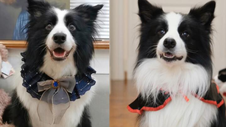 Will the puppies, who haven’t seen each other for almost a year, still remember each other?