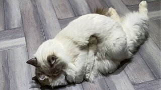 母猫和母猫有爱情吗？