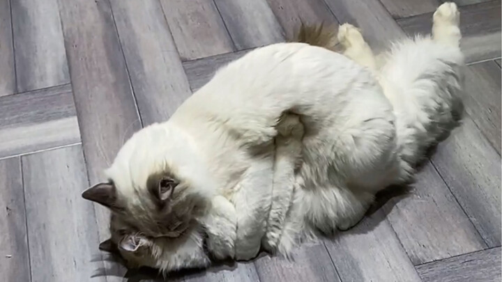 Do female cats have romantic relationships with other female cats?