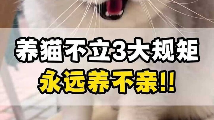 If you don't set rules for your cat, you will suffer for the rest of your life.