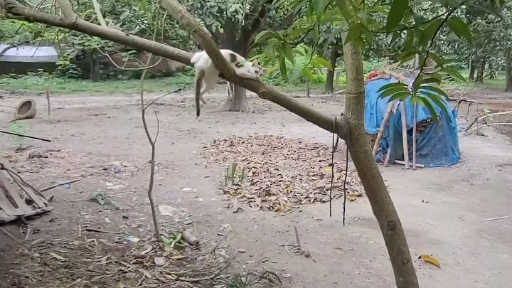A cat climb a tree