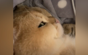 Cat: Do I even look like I want to bother with you?