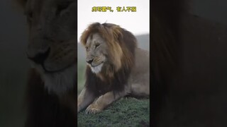 #lions #catsanctuary #catsoftiktok #shorts #tiktok #tiger #cat #lion #jaguar