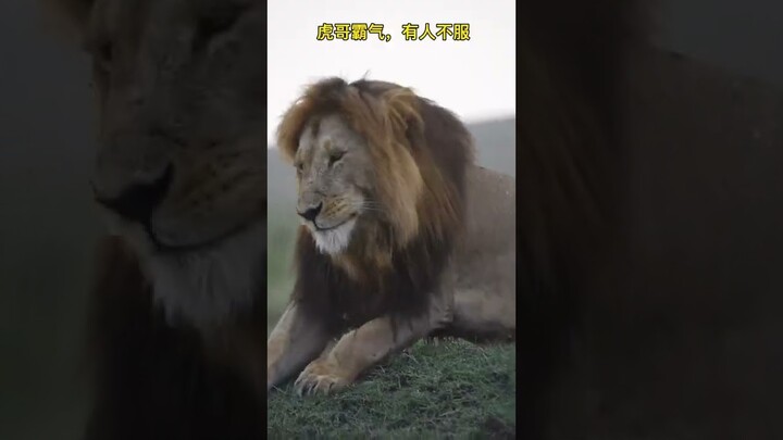 #lions #catsanctuary #catsoftiktok #shorts #tiktok #tiger #cat #lion #jaguar