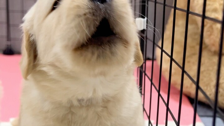 Hello everyone! I'm Hashijin!